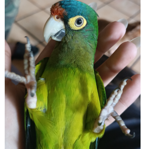 cartel de ave perdido