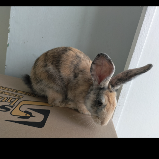 cartel de conejo en_adopcion