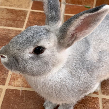 cartel de conejo en_adopcion