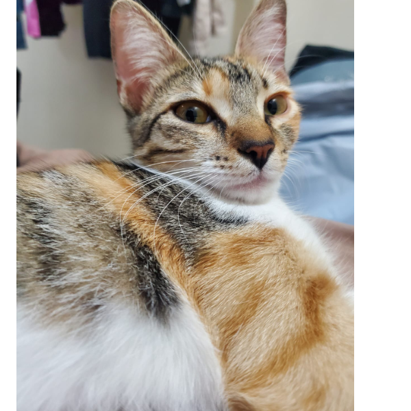 cartel de gato en_adopcion