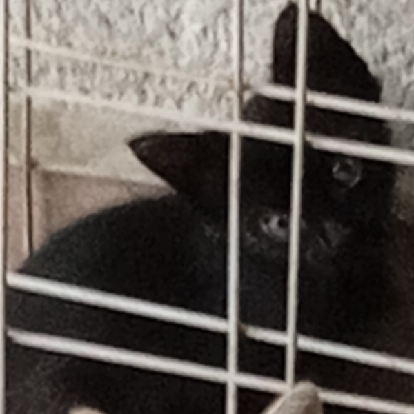 cartel de gato en_adopcion