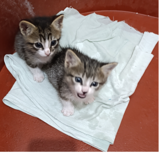 cartel de gato en_adopcion