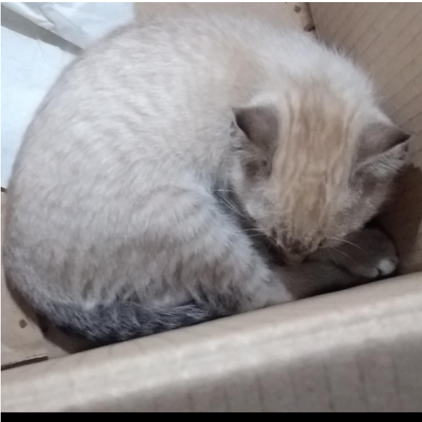 cartel de gato en_adopcion