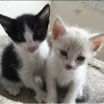 cartel de gato en_adopcion