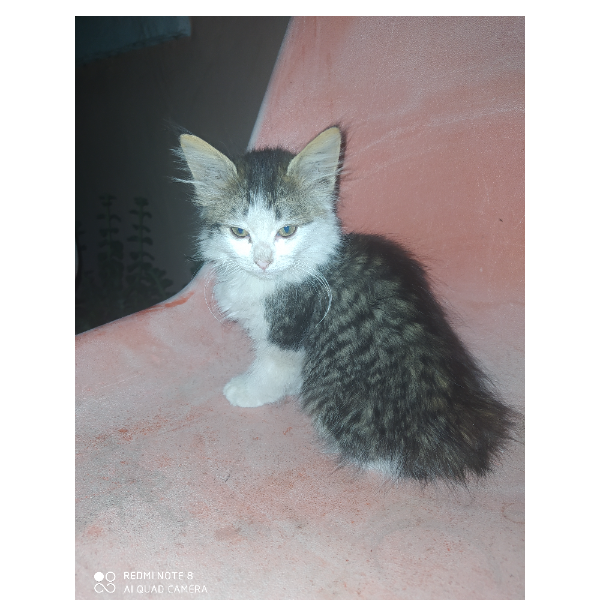 cartel de gato en_adopcion