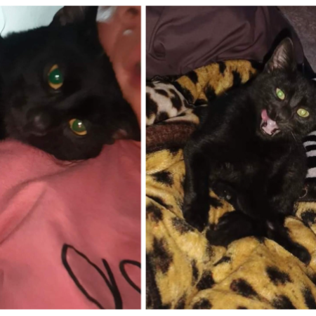 cartel de gato en_adopcion