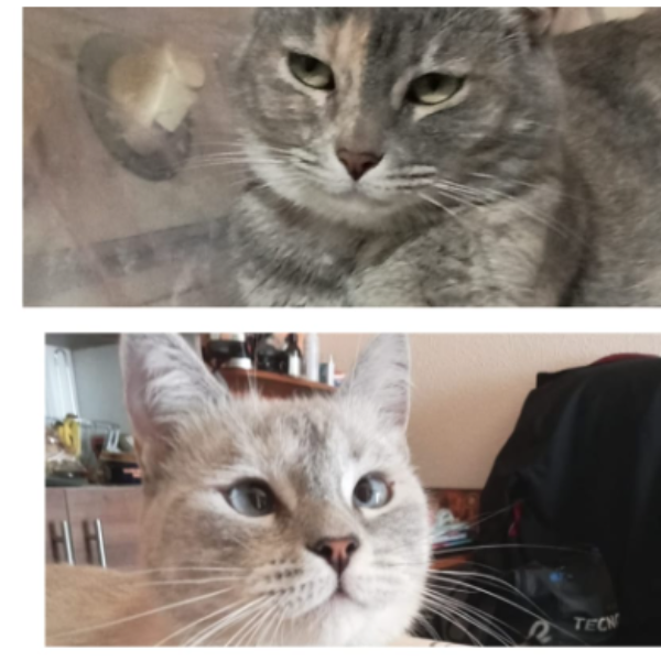 cartel de gato en_adopcion