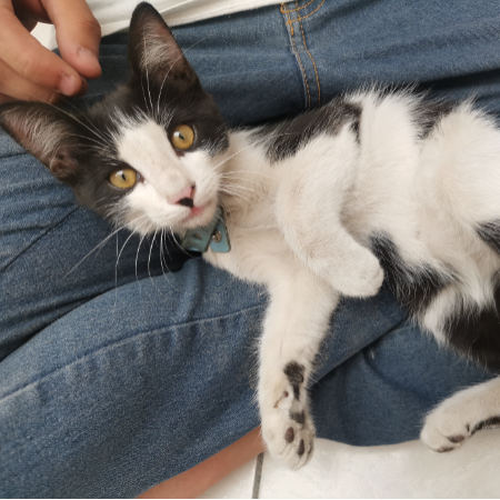 cartel de gato en_adopcion