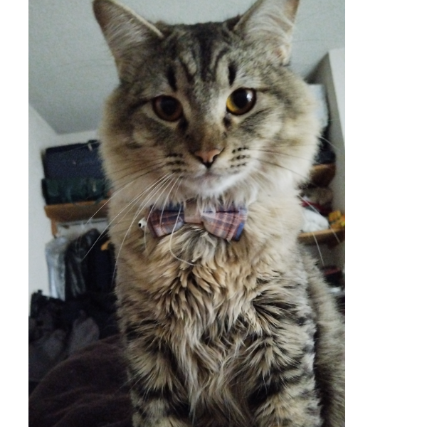 cartel de gato en_adopcion