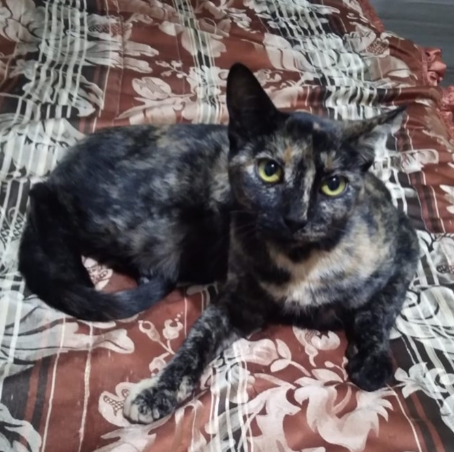 cartel de gato en_adopcion