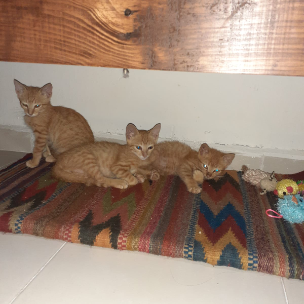 cartel de gato en_adopcion
