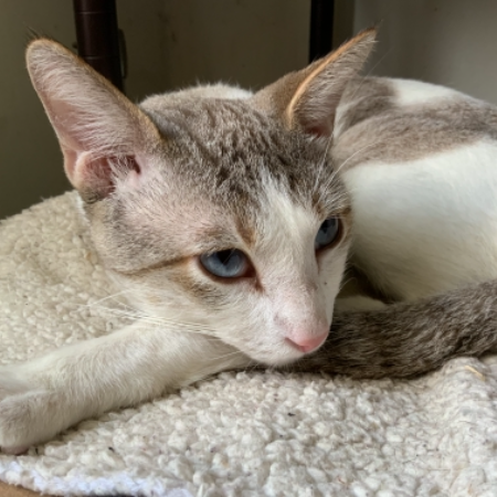 cartel de gato en_adopcion