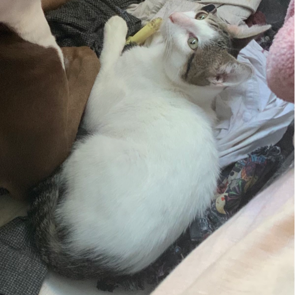 cartel de gato en_adopcion