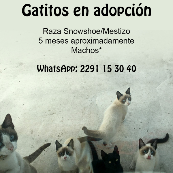cartel de gato en_adopcion