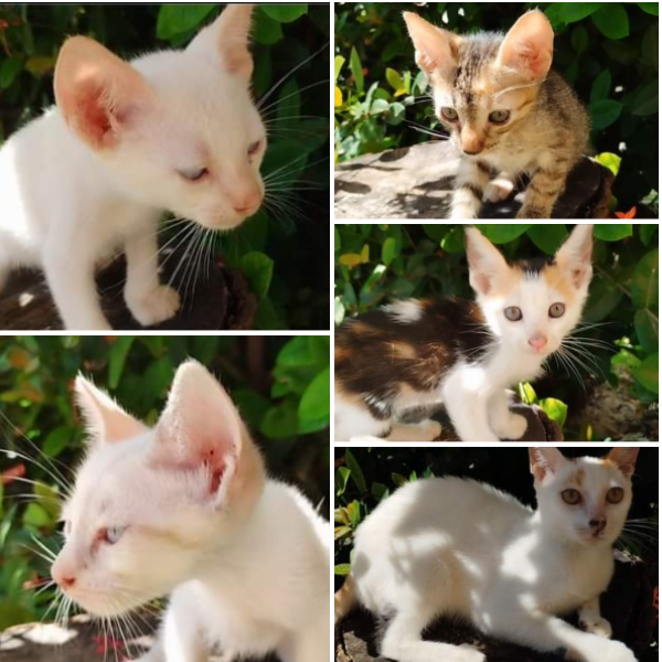 cartel de gato en_adopcion
