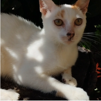 cartel de gato en_adopcion