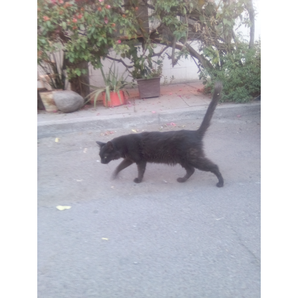 cartel de gato encontrado