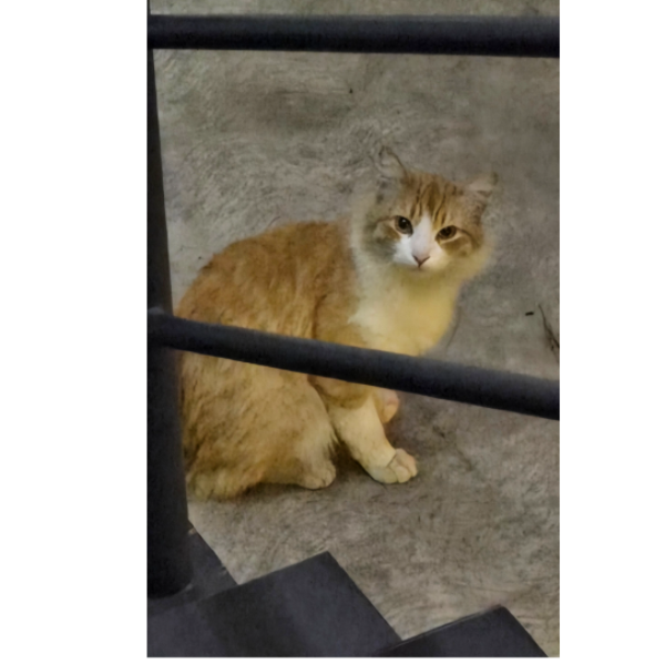 cartel de gato encontrado