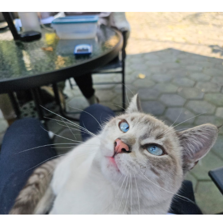 cartel de gato encontrado