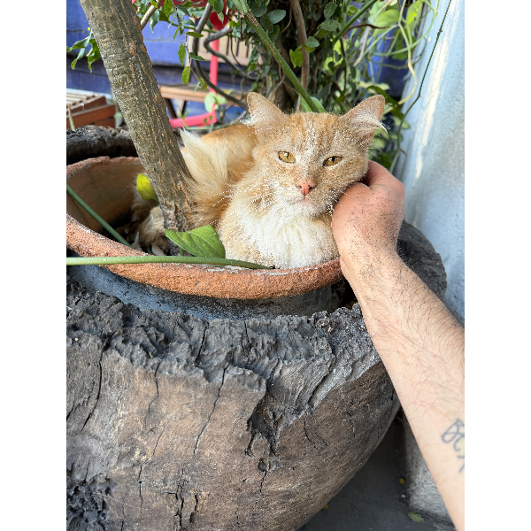 cartel de gato encontrado