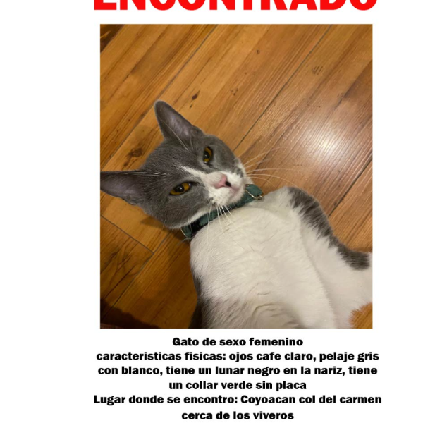 cartel de gato encontrado