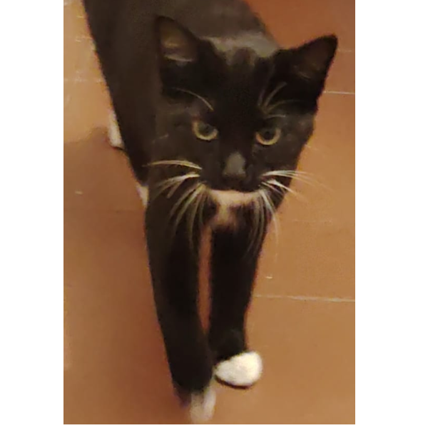 cartel de gato encontrado