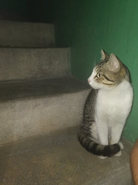 cartel de gato encontrado