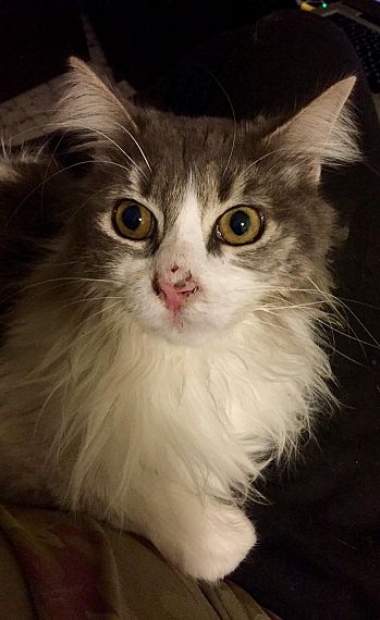 cartel de gato encontrado