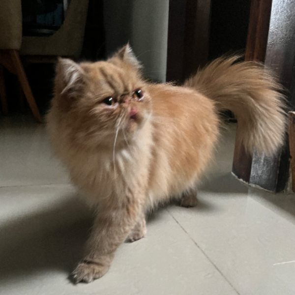 cartel de gato encontrado