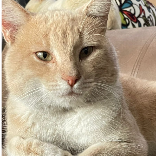 cartel de gato encontrado