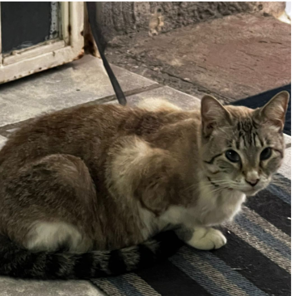 cartel de gato encontrado