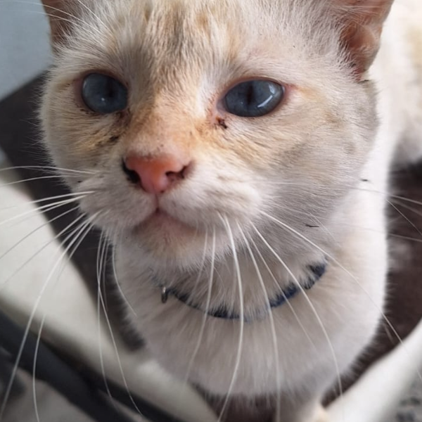 cartel de gato encontrado