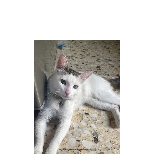 cartel de gato encontrado