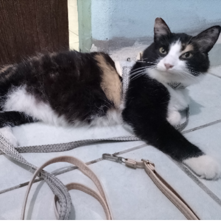 cartel de gato encontrado