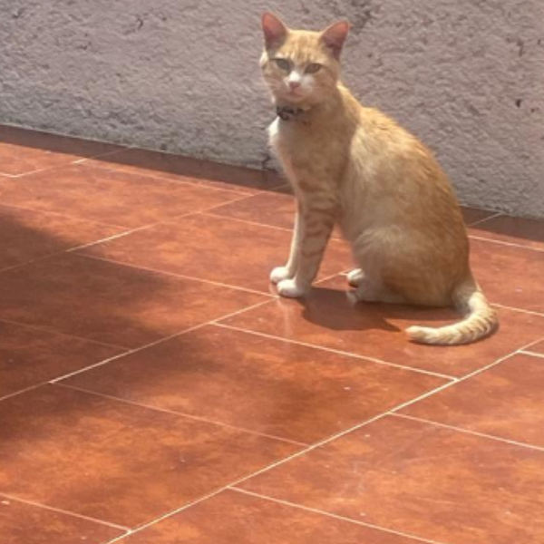 cartel de gato encontrado