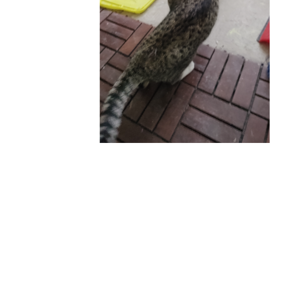 cartel de gato encontrado