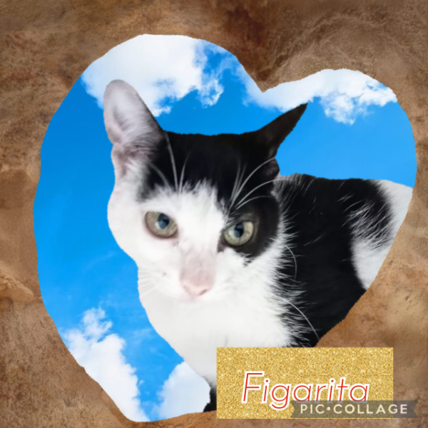 cartel de gato encontrado