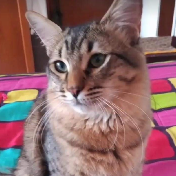 cartel de gato perdido