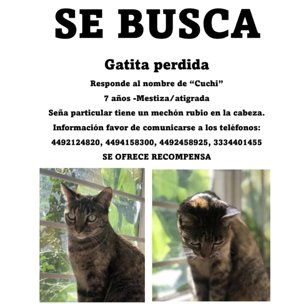 cartel de gato perdido