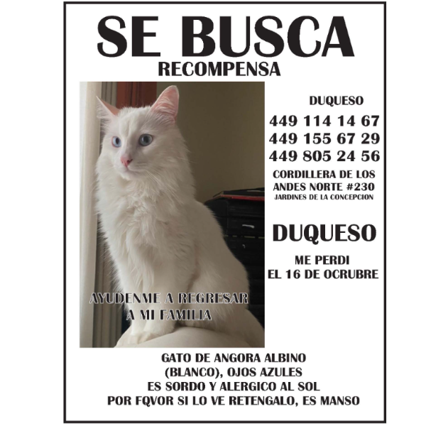 cartel de gato perdido