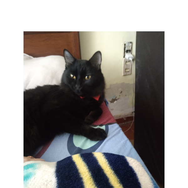 cartel de gato perdido