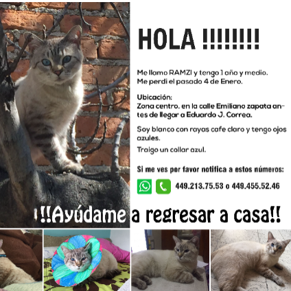 cartel de gato perdido