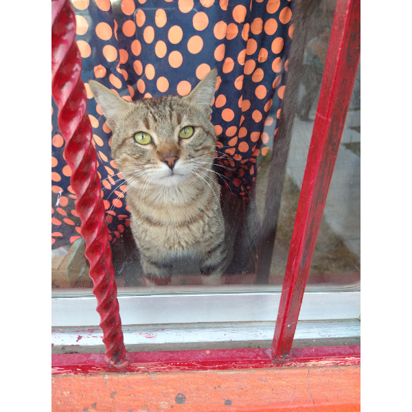 cartel de gato perdido