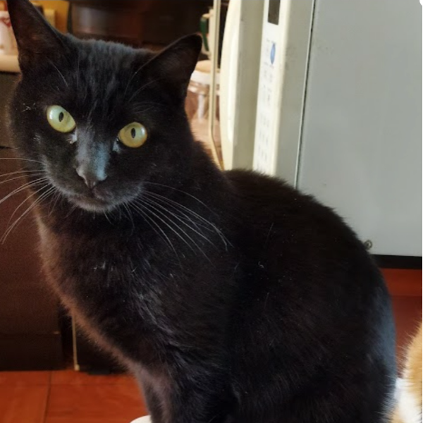 cartel de gato perdido