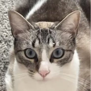 cartel de gato perdido