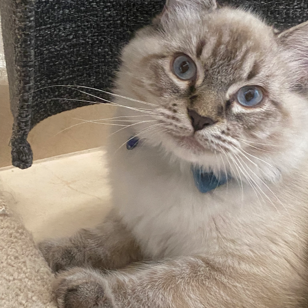 cartel de gato perdido