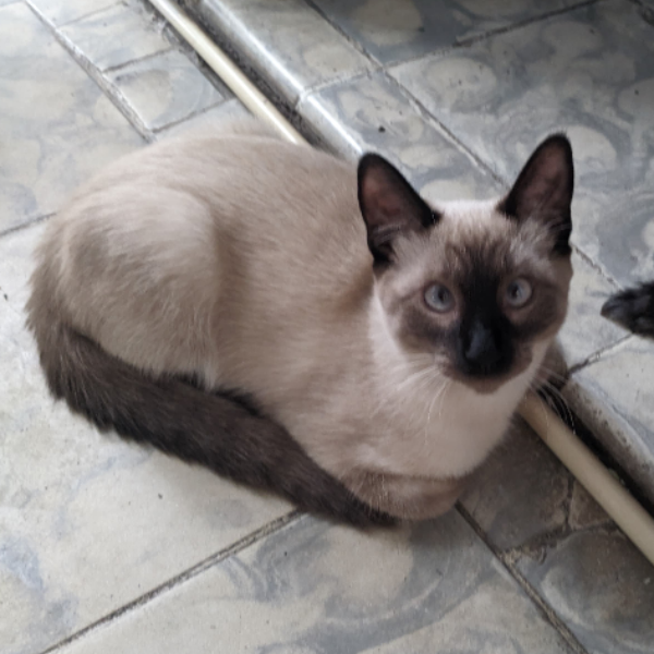 cartel de gato perdido