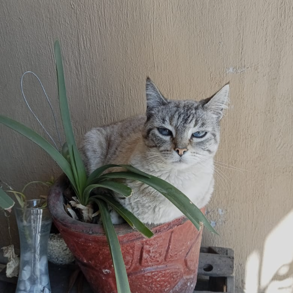 cartel de gato perdido