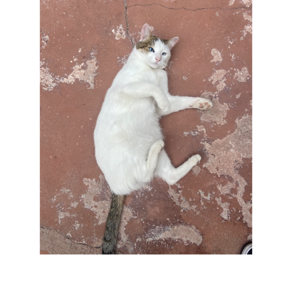 cartel de gato perdido