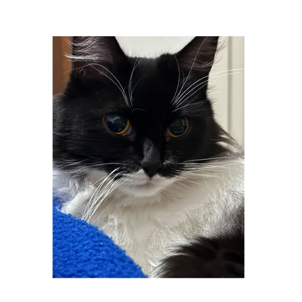 cartel de gato perdido